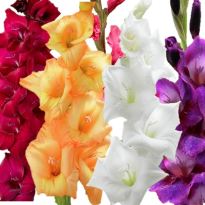 Picture of Gladiolus Mix