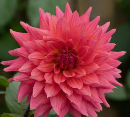 Picture of Cactus Rose/Brons (unnamed)