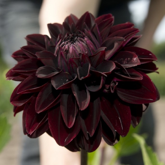 Bild på Destiny's Darkness