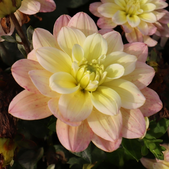 Picture of Vallée de la Loire