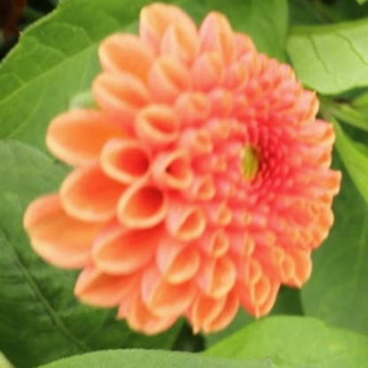 Bild på Maries Lave Laks