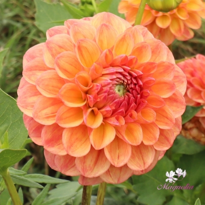 Bild på Autumn Times