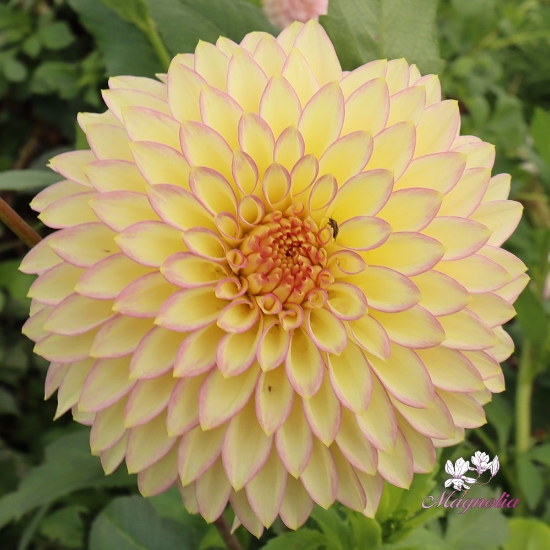 Picture of Bloomquist Blush (cutting)