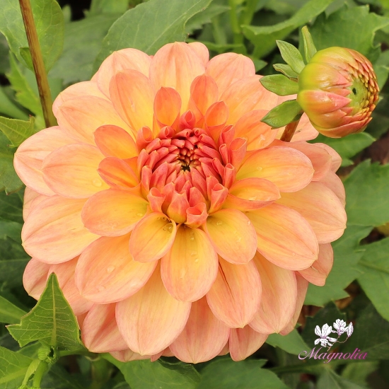 Bild på Lark's Ebbe