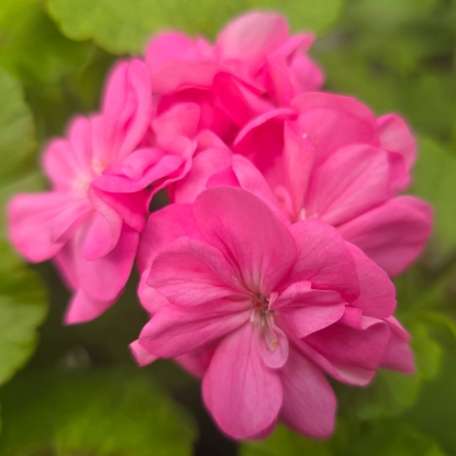 Bild på Elnaryds Emil