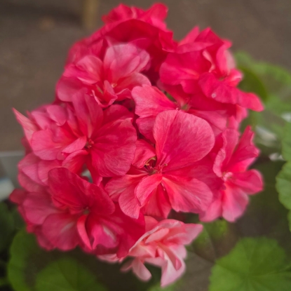 Picture of Mormor Alma