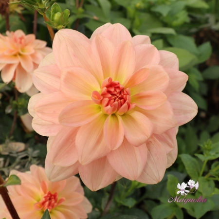 Bild för kategori Dahliasticklingar