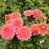 Picture of Macaroon