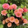 Picture of Macaroon