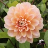 Picture of Tropical Dream