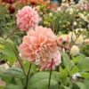 Picture of Tropical Dream