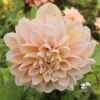 Picture of Tropical Dream