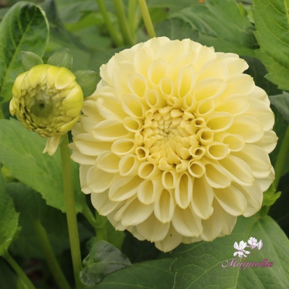 Bild på BY Blondie (stickling)