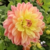 Bild på Swemany Water Rose (stickling)