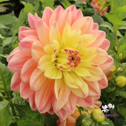 Bild på Swemany Water Rose (stickling)