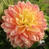 Bild på Swemany Water Rose (stickling)