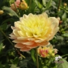 Bild på Swemany Water Rose (stickling)