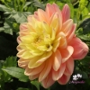 Bild på Swemany Water Rose (stickling)