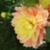 Bild på Swemany Water Rose (stickling)