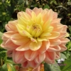 Bild på Swemany Water Rose (stickling)