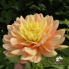 Bild på Swemany Water Rose (stickling)