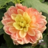Bild på Swemany Water Rose (stickling)
