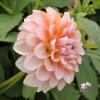 Bild på Blushing Swede Blomstrar (stickling)