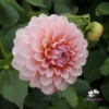 Bild på Blushing Swede Blomstrar (stickling)