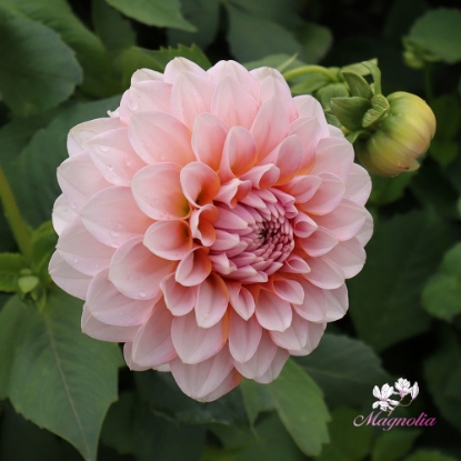 Picture of Blushing Swede Blomstrar