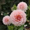 Bild på Blushing Swede Blomstrar (stickling)