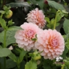 Bild på Blushing Swede Blomstrar (stickling)