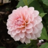 Bild på Blushing Swede Blomstrar (stickling)