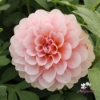 Bild på Blushing Swede Blomstrar (stickling)