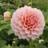 Bild på Blushing Swede Blomstrar (stickling)