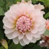 Bild på Blushing Swede Blomstrar (stickling)