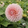 Bild på Blushing Swede Blomstrar (stickling)