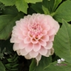Bild på Blushing Swede Blomstrar (stickling)
