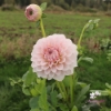 Bild på Blushing Swede Blomstrar (stickling)