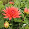 Bild på Flamenco Blomstrar (stickling)
