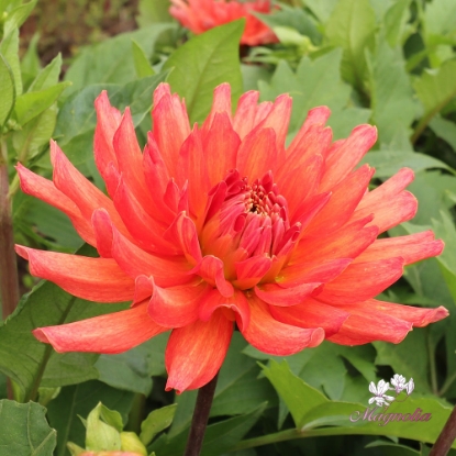 Picture of Flamenco Blomstrar (cutting)