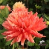Bild på Flamenco Blomstrar (stickling)