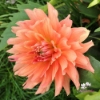 Bild på Flamenco Blomstrar (stickling)