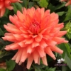 Bild på Flamenco Blomstrar (stickling)