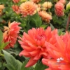Bild på Flamenco Blomstrar (stickling)