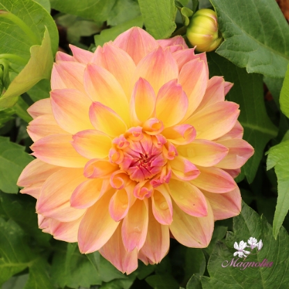 Picture of Fred Blomstrar