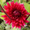 Picture of Velvet Wonder Blomstrar (cutting)
