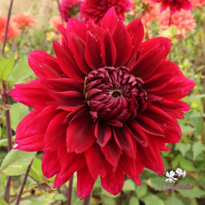 Picture of Velvet Wonder Blomstrar (cutting)