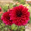 Picture of Velvet Wonder Blomstrar (cutting)