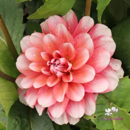 Picture of Lovely Lisa Blomstrar (cutting)