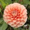 Picture of Miss Marmalade Blomstrar